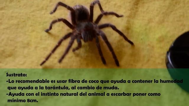 Grammostola Pulchripes - informacion en español смотреть онлайн