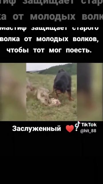 Это видео взорвало интернет! Волк защищает собаку смотреть онлайн