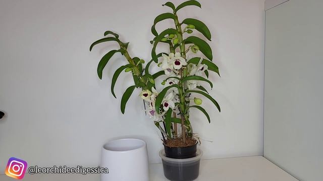 Orchidea Bambù (Dendrobium): cosa fare quando a i fiori? #dendrobium #gifted #orchidea смотреть онлайн