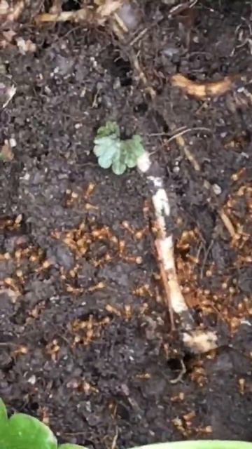 les fourmis rouges смотреть онлайн