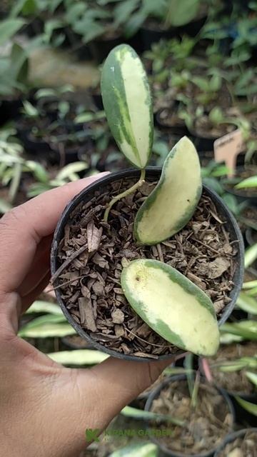 Hoya Acuta Variegata - 35.000 || order di shopee @kiranagarden.id смотреть онлайн