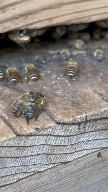 Honey bees are fighting! Why? смотреть онлайн