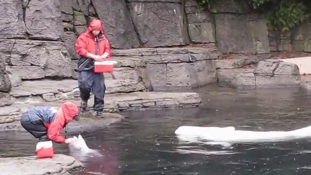 Белухи с тренером смотреть онлайн