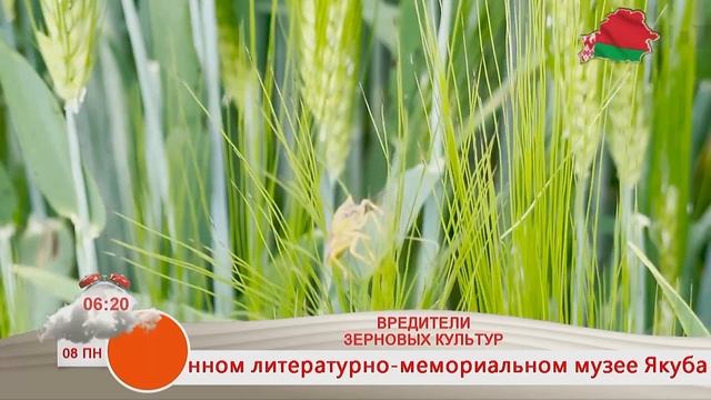 Добрай раніцы, Беларусь. ВРЕДИТЕЛИ ЗЕРНОВЫХ КУЛЬТУР смотреть онлайн