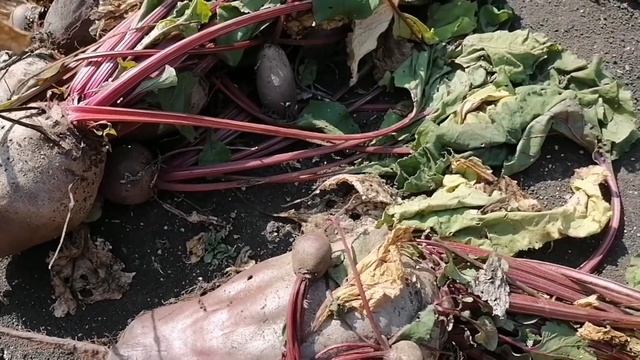 Убираем последний урожай смотреть онлайн