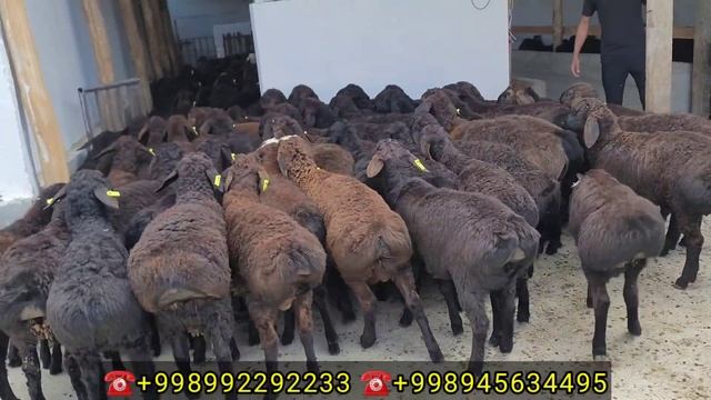 TOZZA EDILBAY KASHTAN QO'ZILAR KELDI SHOSHILING ZORLARIDAN смотреть онлайн