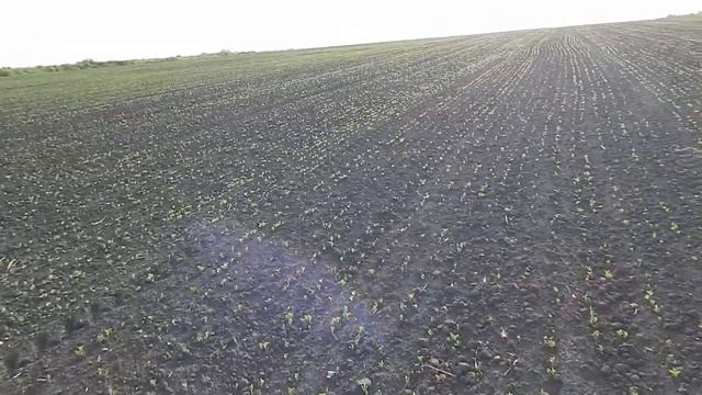 Соя на 18,05,2019 смотреть онлайн