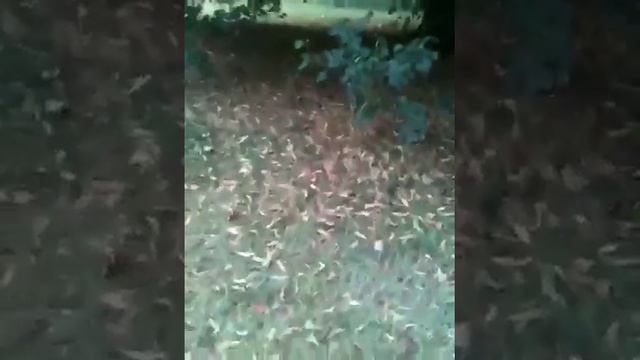 Ручные белки в Лондоне смотреть онлайн