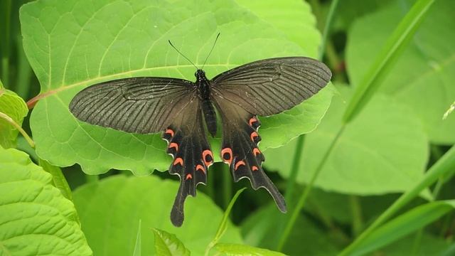 Long-tail Spangle (Papilio macilentus) смотреть онлайн