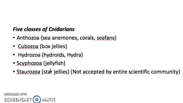 Cnidarians And Their LIfe Cycle