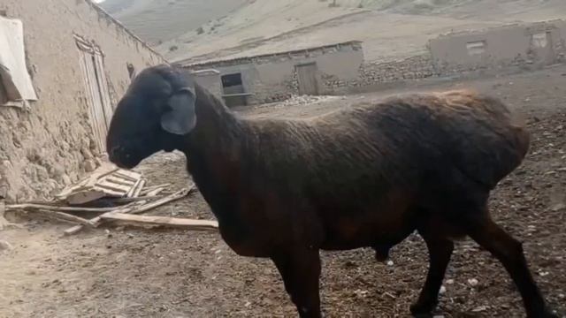 4 тиш кочкор са-т каштан 📞📱+996776206844 смотреть онлайн