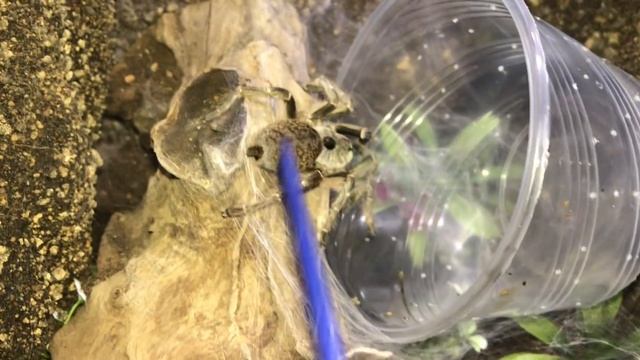 Defensive mother TARANTULA refuses to LEAVE her BABIES !!!