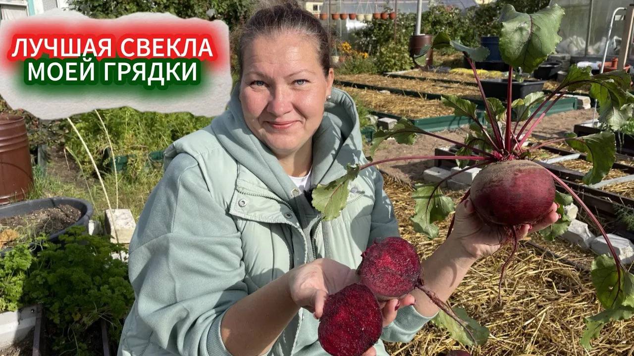 ЛУЧШИЕ СЕМЕНА СВЕКЛЫ - СЕЮ ТОЛЬКО ЭТИ! САМЫЙ СЛАДКИЙ СОРТ СВЕКЛЫ НА ХРАНЕНИЕ МАДАМ РУЖЕТ смотреть онлайн