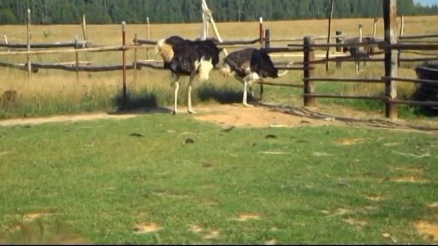 Чужой смотреть онлайн