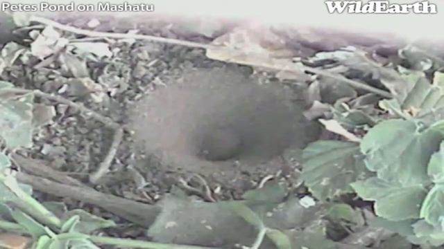 Antlion Building a Sand Pit Trap at Pete's Pond August 14, 2013 смотреть онлайн