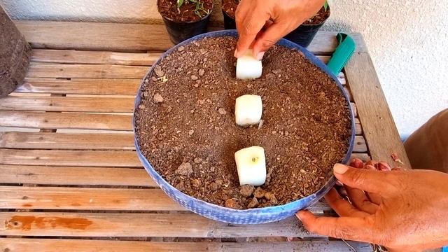 Testing New Way To Grow Onion l Result is unexpected l Great TIPS смотреть онлайн