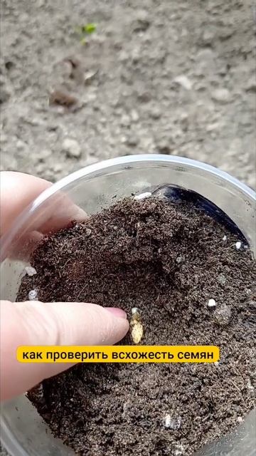 Что делать, если семена огурцов не всходят. #огород #огурцы #семенаогурцов смотреть онлайн