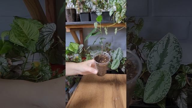 ИЗЛИШКИ КОМНАТНЫЕ ЦВЕТЫ ОТ100 ДО 1000 смотреть онлайн