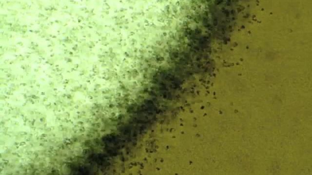 Amoebas Eat Bacteria