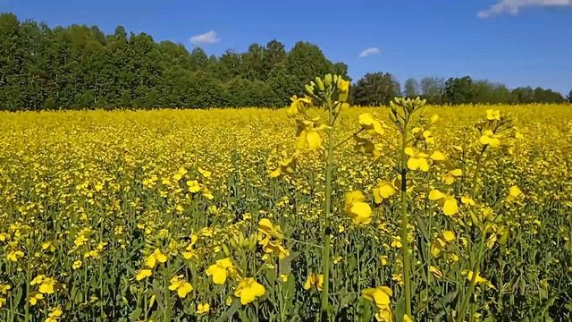 11 июля 2022 г. смотреть онлайн