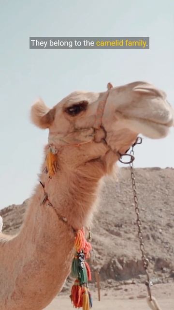 5 Alpaca Facts 🦙 #alpacas #top5 #animals #shorts смотреть онлайн