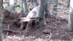 Медведь попавший в ловушку в Улудаге