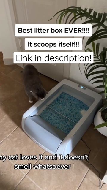 BEST LITTER BOX EVER!!! It Scoops Itself!!!!