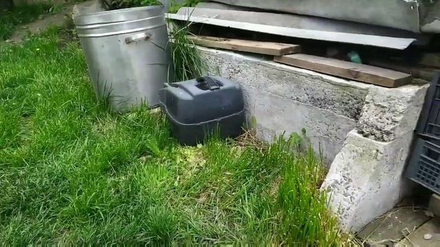 Кормление Скалярии . Очередной этап )))