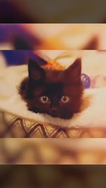 Любимые питомцы смотреть онлайн