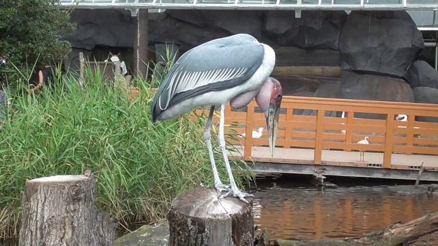 Marabou stork in Kobe Animal KIngdom смотреть онлайн