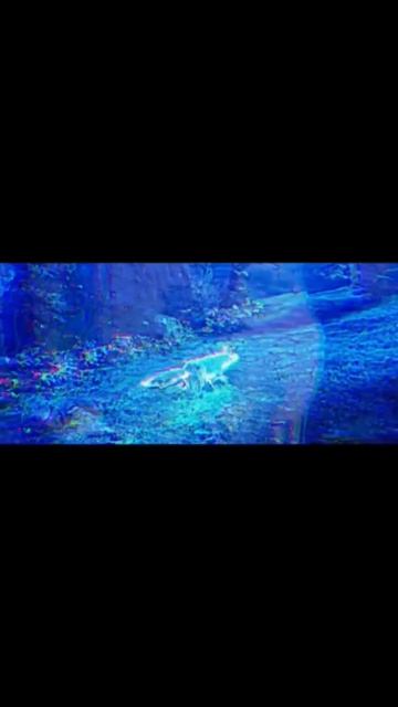 #эдит #хочуврек #shorts #spiritofthenorth #лиса #edit Эдит Spirit Of The North