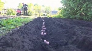 Посадка картофеля под мотоблок в борозды. Первый опыт. Мотоблок ЗУБР МТБ-300 в работе. 25.05.2024