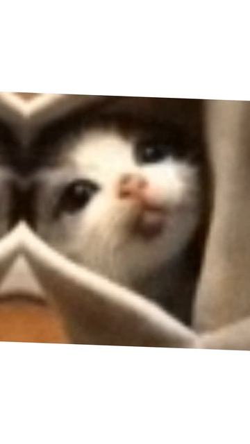 все коты в предыдущих видео #ХОЛОДИЛЬНИК #ХОЛОДИЛЬНИК смотреть онлайн