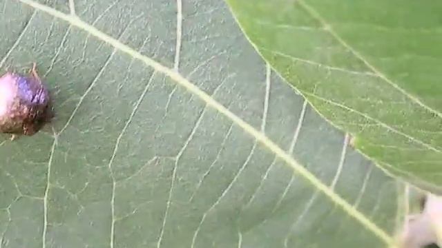 マルカメムシ смотреть онлайн