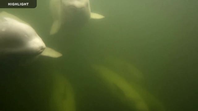 Beluga Boat Underwater | 2023 Highlights