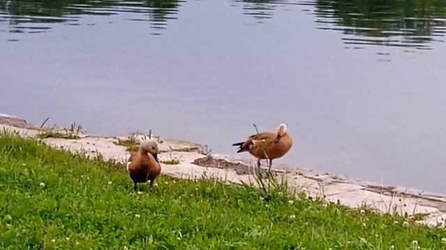 утки  на пруду, Дворцовый пруд, Кусково