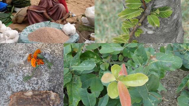 Medicinal Rice P5 based Formulations for Eremurus Allergy: Pankaj Oudhia's Medicinal Plant Database смотреть онлайн