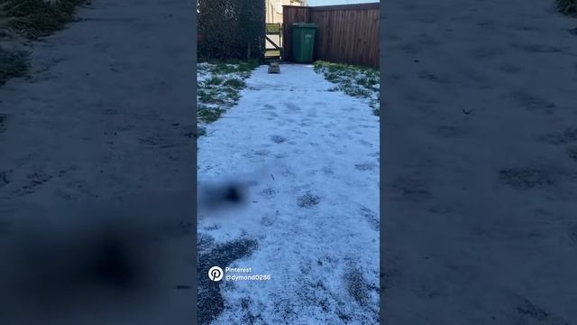 RC Tiger 1 tank 213 1/16 смотреть онлайн