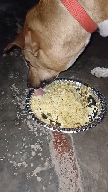 Jacky Ke Chicken 🐔 Rice Ki Party #ytshorts #viral #shortsfeed #trending Shorts Jacky