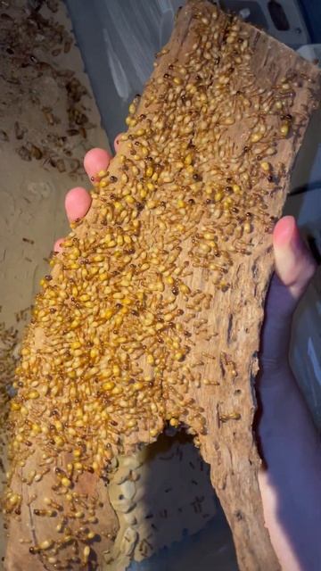 Camponotus fedtschenkoi - outworld hideout