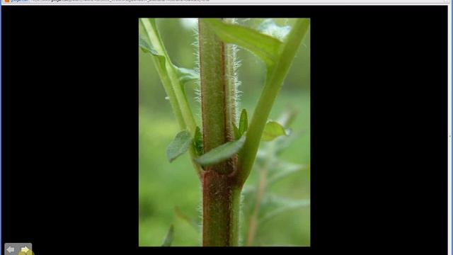 Lycopus americanus | Water Horehound (Part 1 of 2) смотреть онлайн