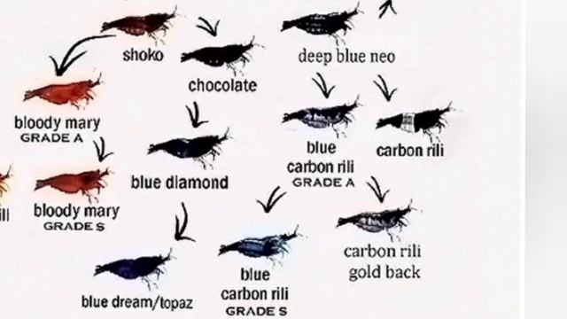 Neocaridina Shrimp Names - Neocaridina Shrimp Line Genetics смотреть онлайн