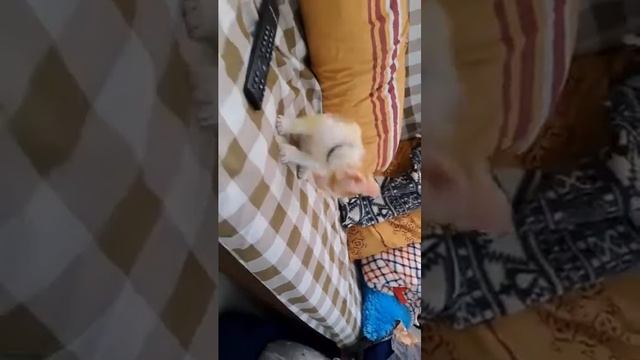 Cats: Kumi....kumi....let play together смотреть онлайн