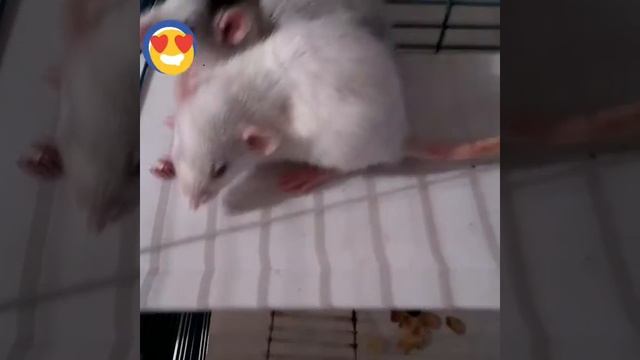 Новая крыска/ Асю обменяла на другую крысу/ новое видео смотреть онлайн