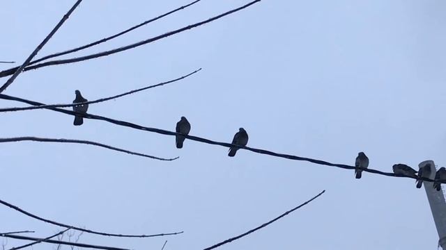 Голуби двора