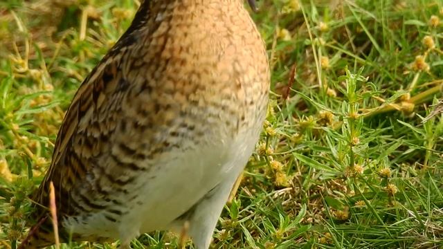 針尾鷸 (針尾沙錐) Pin-tailed Snipe 26/09/2017 смотреть онлайн