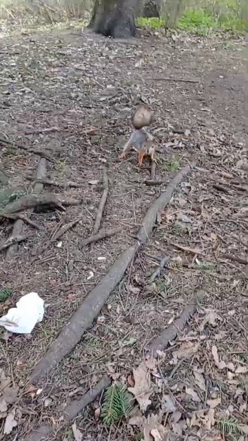 Белка утепляет гнездо. смотреть онлайн