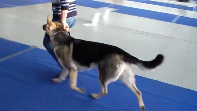 Больше статей и видео на allbestdog.ru смотреть онлайн