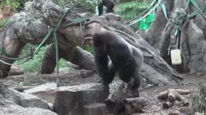 Утка, гусь, лошадь, рыба-клоун, пингвин, слон, тигр, осьминог. Игрушки-животные для детей!