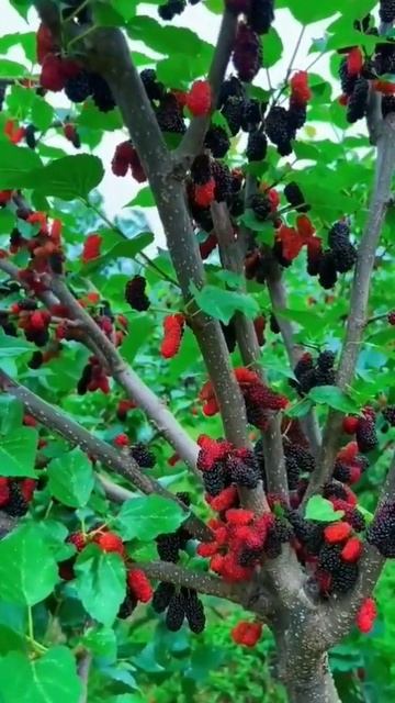 Mulberry plant loaded with fruit смотреть онлайн